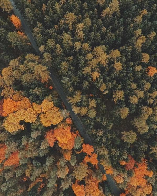 Autumn Park Hug